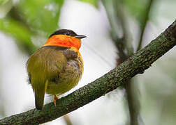 Orange-collared Manakin