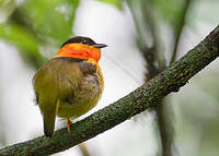 Manakin à col orange