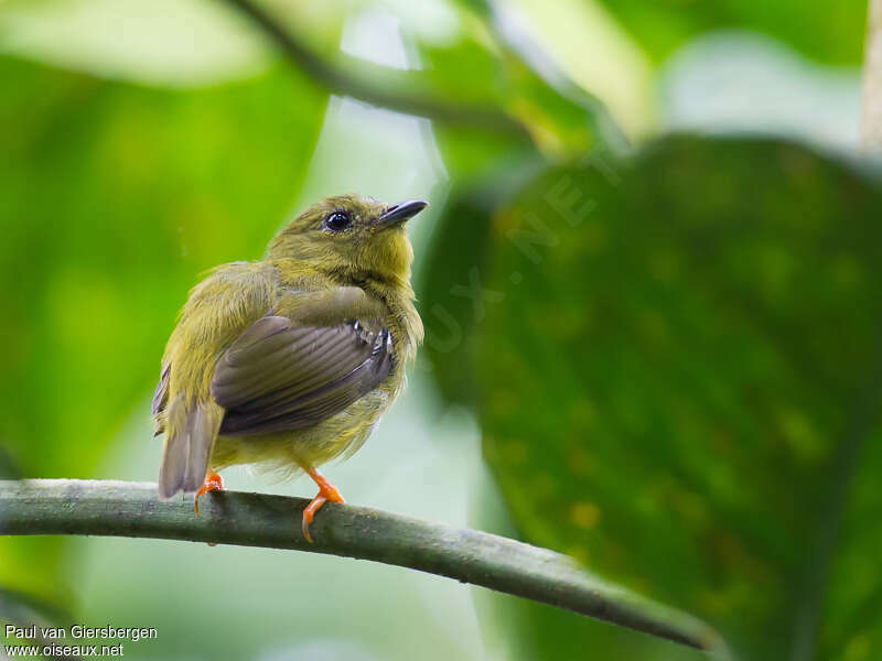 Orange-collared Manakin female