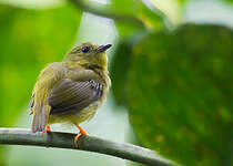 Manakin à col orange