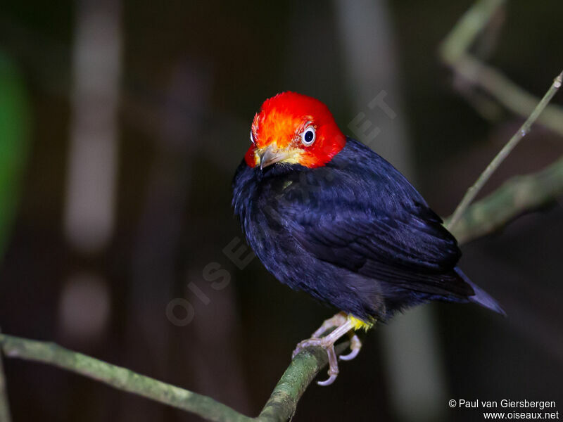 Red-capped Manakin