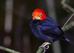 Red-capped Manakin