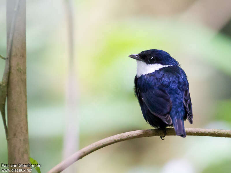 White-ruffed Manakin male adult, pigmentation