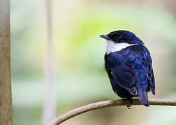 White-ruffed Manakin