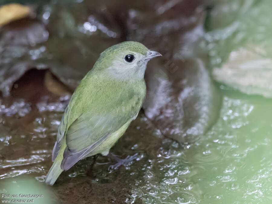 White-ruffed Manakin female adult, identification