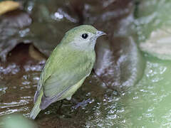 White-ruffed Manakin