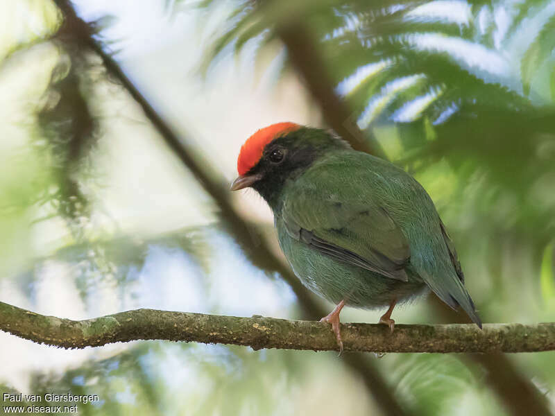 Blue Manakin male immature, pigmentation