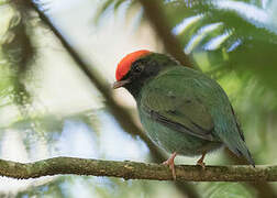 Manakin à longue queue