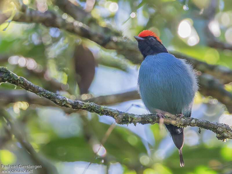 Blue Manakin male adult, close-up portrait, pigmentation