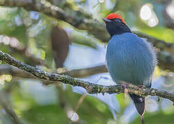 Blue Manakin