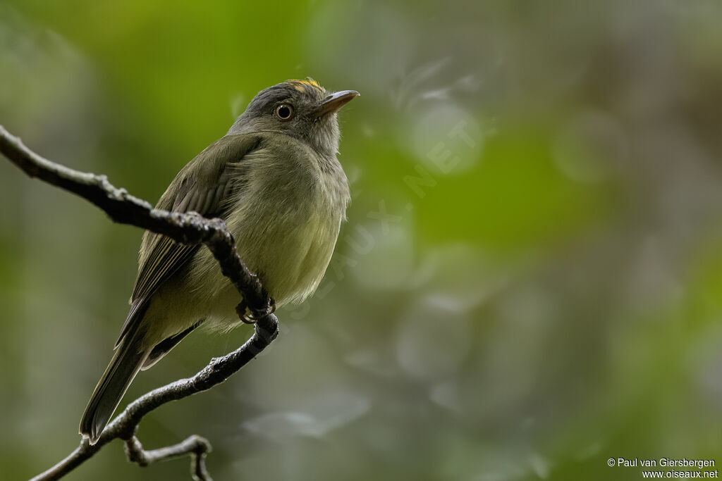 Manakin à panache doréadulte