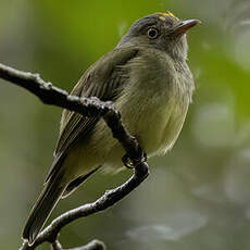 Manakin à panache doré