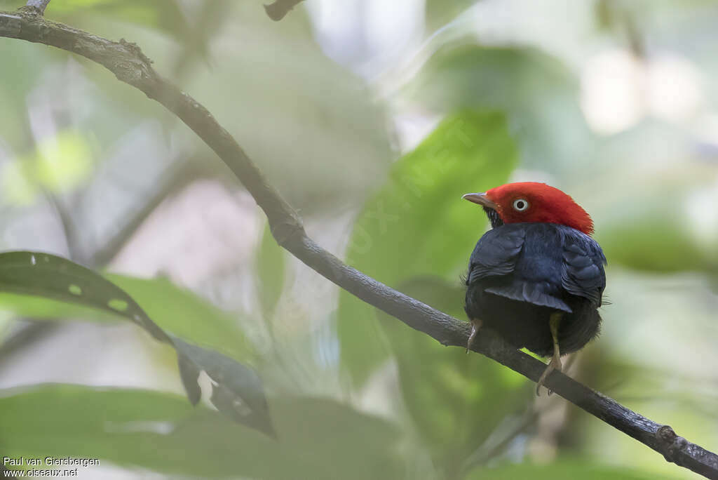 Round-tailed Manakin male adult, identification