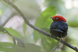 Round-tailed Manakin