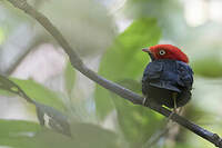 Manakin à queue ronde