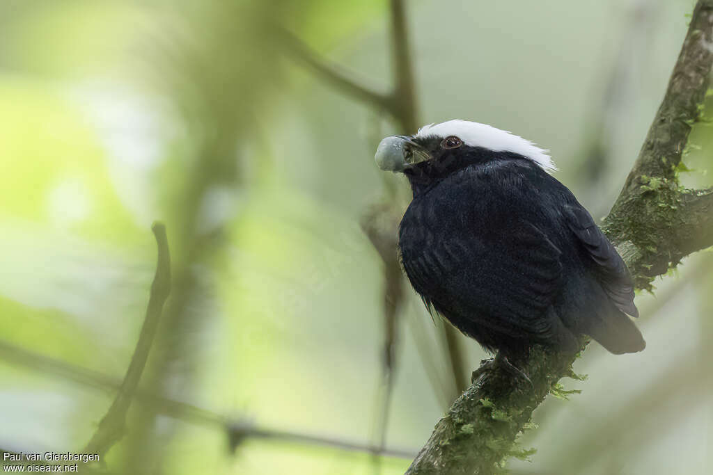 White-crowned Manakin male adult, pigmentation, feeding habits