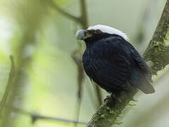 Manakin à tête blanche