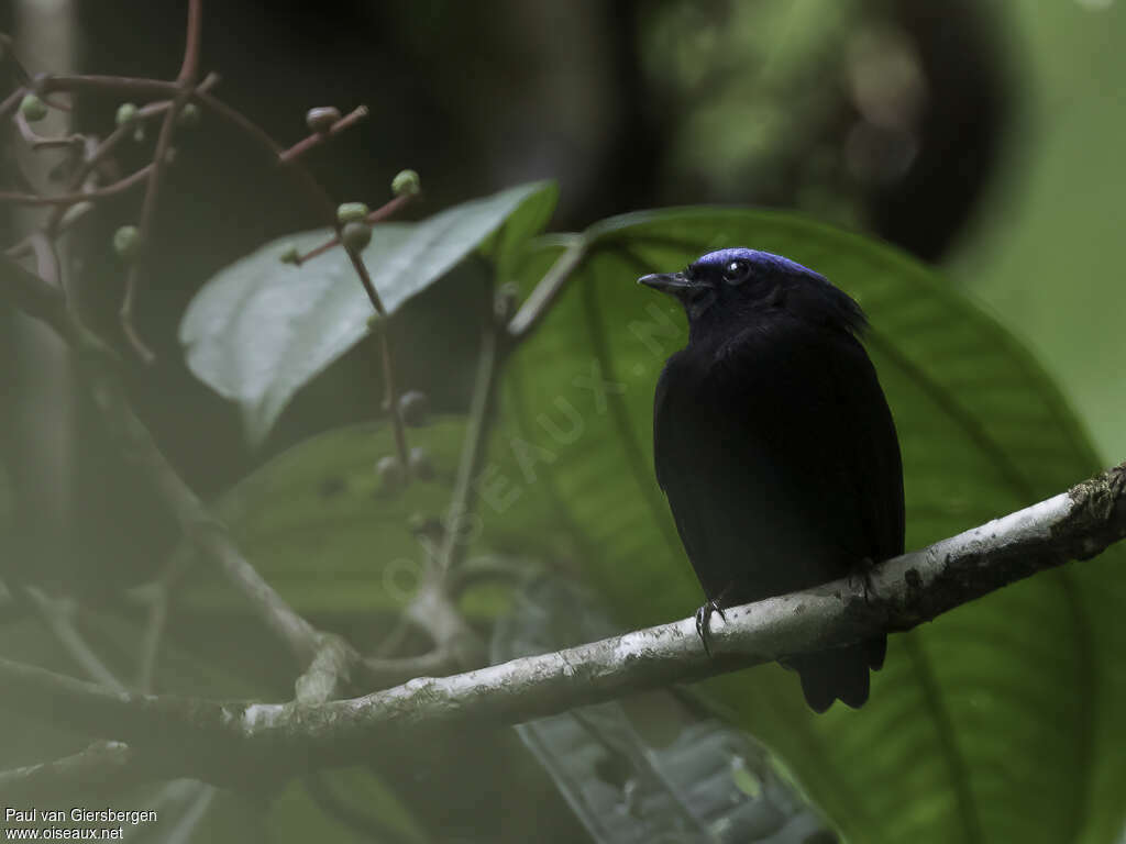 Blue-capped Manakin male adult, close-up portrait