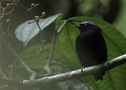 Manakin à tête bleue