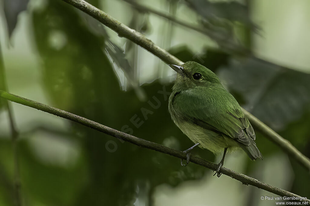 Blue-capped Manakin female adult