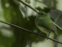 Blue-capped Manakin