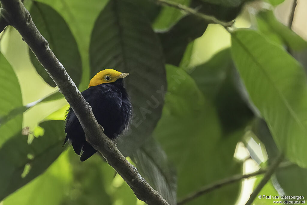 Golden-headed Manakin male adult