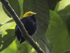 Golden-headed Manakin