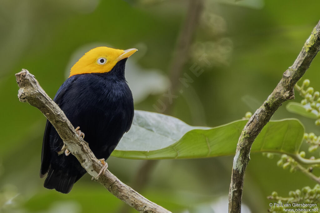 Manakin à tête d'or