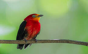 Crimson-hooded Manakin