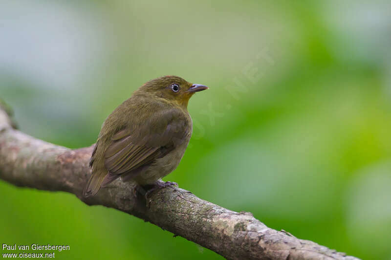 Crimson-hooded Manakin female adult, identification