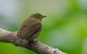 Crimson-hooded Manakin