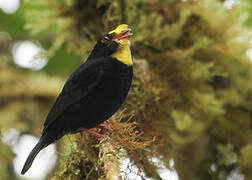 Manakin aux ailes d'or