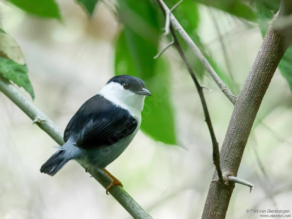 White-bearded Manakin