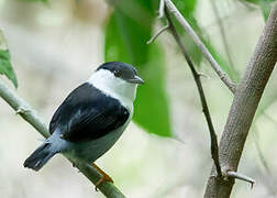 White-bearded Manakin