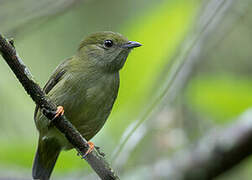 White-bearded Manakin