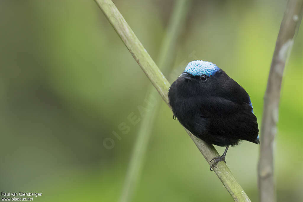 Cerulean-capped Manakin male adult, close-up portrait