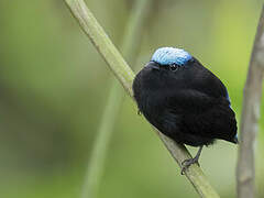 Cerulean-capped Manakin