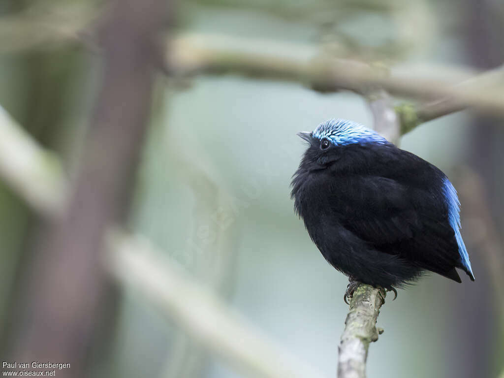 Cerulean-capped Manakin male adult, identification