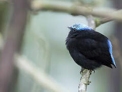 Cerulean-capped Manakin