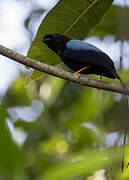 Long-tailed Manakin