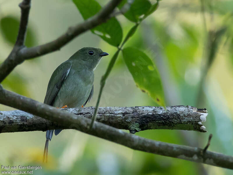 Long-tailed Manakin female adult, identification