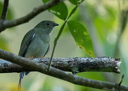 Manakin fastueux