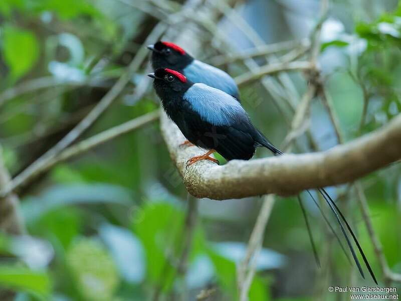Longtailed Manakin Chiroxiphia linearis male adult pava305236
