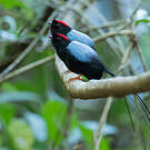 Manakin fastueux