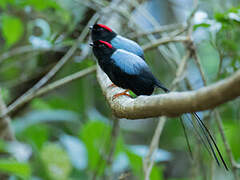 Manakin fastueux