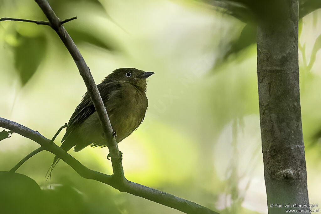 Manakin filifère femelle adulte