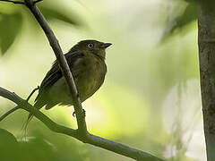 Wire-tailed Manakin