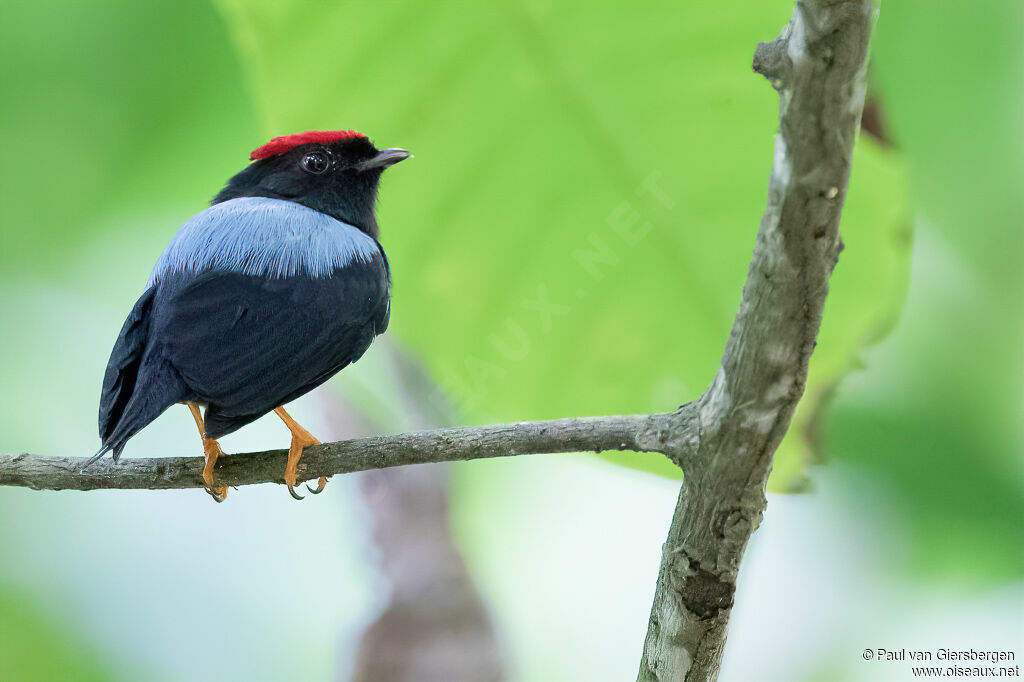 Manakin lancéolé mâle adulte