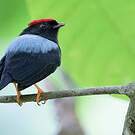Manakin lancéolé