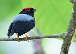 Lance-tailed Manakin